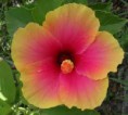 /album/fotogaleria-plantas-y-reforestacion/tulipaning-jpg/