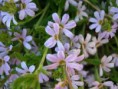 /album/fotogaleria-plantas-y-reforestacion/abanicoecevola-jpg/