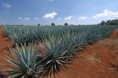 /album/fotogaleria-plantas-y-reforestacion/agave-jpg/