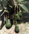 /album/fotogaleria-plantas-y-reforestacion/aguacate-jpg/