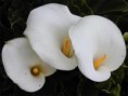 /album/fotogaleria-plantas-y-reforestacion/alcatrz-jpg/
