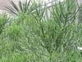 /album/fotogaleria-plantas-y-reforestacion/arbustodegoma-jpg/