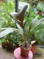 /album/fotogaleria-plantas-y-reforestacion/arecaroja-jpg/