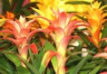 /album/fotogaleria-plantas-y-reforestacion/bromelia-jpg/