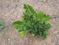 /album/fotogaleria-plantas-y-reforestacion/cicazamiafurfuracea-jpg/