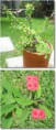 /album/fotogaleria-plantas-y-reforestacion/corona-cristo-jpg/