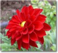 /album/fotogaleria-plantas-y-reforestacion/dalia-jpg/