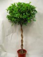 /album/fotogaleria-plantas-y-reforestacion/ficusverde-jpg/