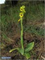 /album/fotogaleria-plantas-y-reforestacion/flordelabeja-jpg/