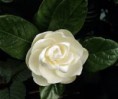 /album/fotogaleria-plantas-y-reforestacion/gardenia-jpg/