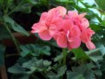 /album/fotogaleria-plantas-y-reforestacion/geranio-jpg/