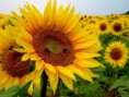 /album/fotogaleria-plantas-y-reforestacion/girasol-jpg/
