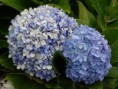 /album/fotogaleria-plantas-y-reforestacion/hortensia-jpg/