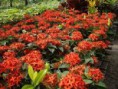 /album/fotogaleria-plantas-y-reforestacion/ixora-jpg/