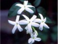 /album/fotogaleria-plantas-y-reforestacion/jazmin-jpg/