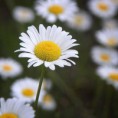 /album/fotogaleria-plantas-y-reforestacion/margarita-jpg/