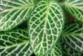 /album/fotogaleria-plantas-y-reforestacion/mosaico-jpg/