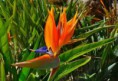 /album/fotogaleria-plantas-y-reforestacion/pajarodefuego-jpg/