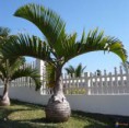 /album/fotogaleria-plantas-y-reforestacion/palamabotella-jpg/