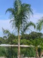 /album/fotogaleria-plantas-y-reforestacion/palamareca-jpg/