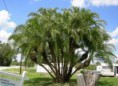 /album/fotogaleria-plantas-y-reforestacion/palamareclinata-jpg/