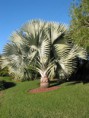 /album/fotogaleria-plantas-y-reforestacion/palmabismarckia-jpg1/
