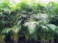/album/fotogaleria-plantas-y-reforestacion/palmacamedor-jpg/