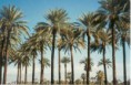 /album/fotogaleria-plantas-y-reforestacion/palmadatilera-jpg/