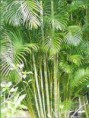 /album/fotogaleria-plantas-y-reforestacion/palmaletescens-jpg/