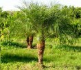 /album/fotogaleria-plantas-y-reforestacion/palmaroebelenii-jpg/