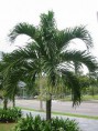 /album/fotogaleria-plantas-y-reforestacion/palmaroytonea-jpg/