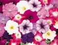 /album/fotogaleria-plantas-y-reforestacion/petunias-jpg/