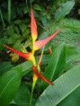 /album/fotogaleria-plantas-y-reforestacion/platanillo-jpg/