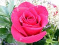 /album/fotogaleria-plantas-y-reforestacion/rosa-jpg/