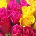 /album/fotogaleria-plantas-y-reforestacion/rosas-jpg/