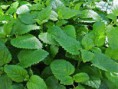 /album/fotogaleria-plantas-y-reforestacion/toronjil-jpg/