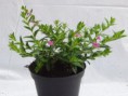 /album/fotogaleria-plantas-y-reforestacion/truenodevenus-jpg/